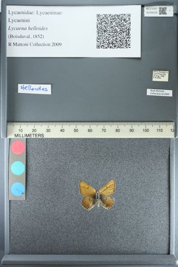 Media type: image;   Entomology 183539